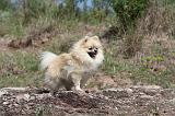 SPITZ ALLEMAND 006